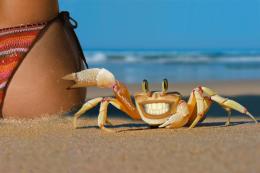 Naughty Crab